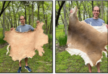 Learn How to Tan Deer Hides With Tree Bark; Courtesy of the MDC