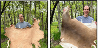 Learn How to Tan Deer Hides With Tree Bark; Courtesy of the MDC