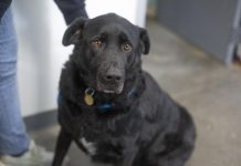 Featured Pet of The Day- Mia