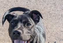 Featured Pet of The Day- Snoop