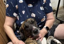 Featured Pet of The Day- Tiger Lilly (Foster)