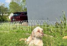 Featured Pet of The Day- Kiki