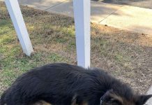 Featured Pet of The Day- Mac