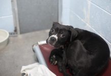 Featured Pet of The Day- Batty