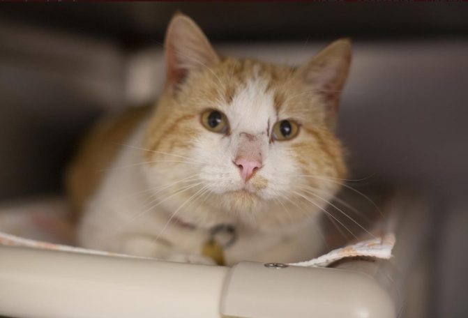 Featured Pet of The Day- Mcgee