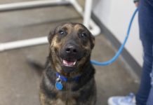 Featured Pet of The Day-Barron