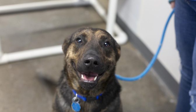 Featured Pet of The Day-Barron