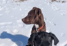 Featured Pets of The Day- Rocky & Rambo