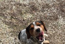 Featured Pet of The Day- Found on Valentine’s Day in Mtn View