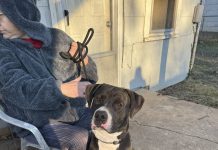 Featured Pet of The Day- Chance