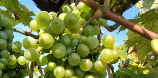 Missouri State researcher creates new Missouri wine with surprising characteristics