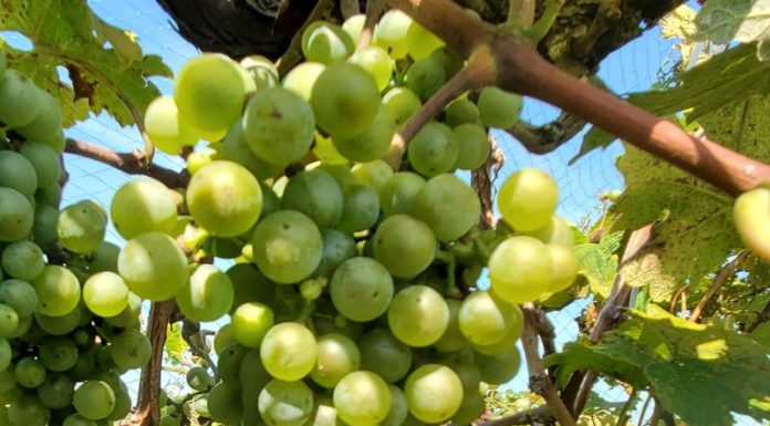 Missouri State researcher creates new Missouri wine with surprising characteristics