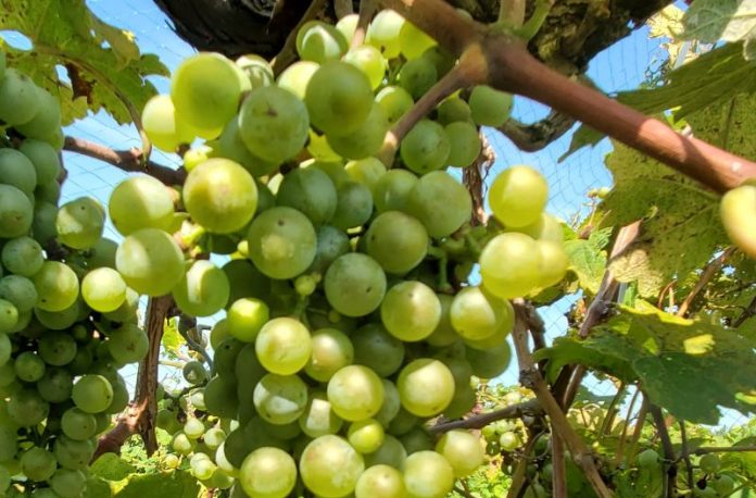 Norton-Blanc-grape-photo-courtesy-of-Wenping-Qiu