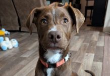 Featured Pet of The Day-Rambo