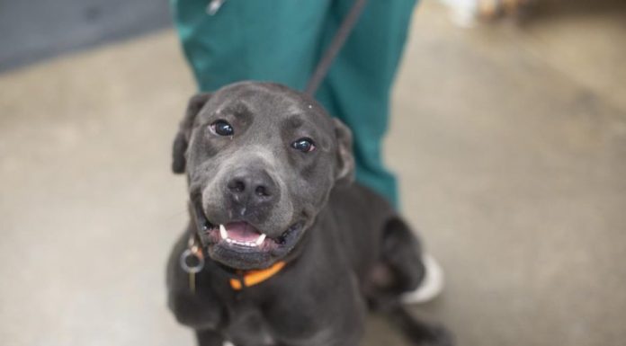 Featured Pet of The Day- Woody