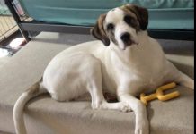 Featured Pet of The Day- Sonya