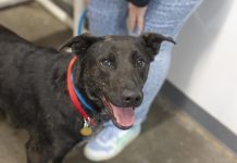 Featured Pet of The Day- Buck