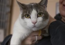 Featured Pet of The Day-Cedrick