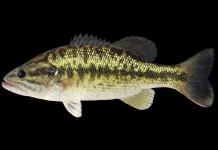 MDC announces new spotted bass regulations for Table Rock Lake