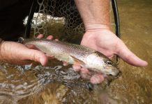 MDC reminds anglers catch-and-keep trout season begins March 1 at trout parks