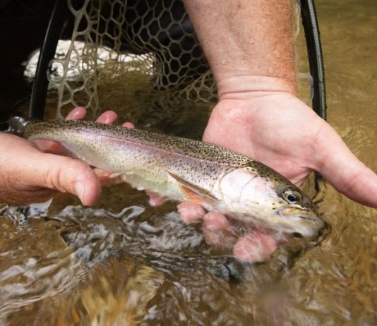 MDC reminds anglers catch-and-keep trout season begins March 1 at trout parks