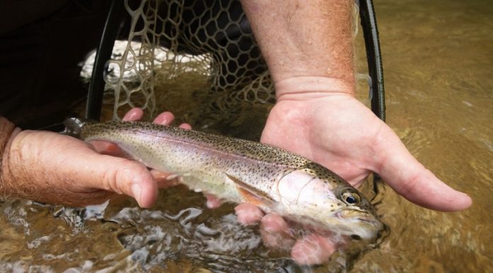 MDC reminds anglers catch-and-keep trout season begins March 1 at trout parks