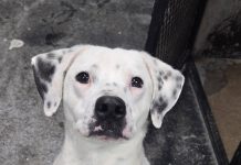 Featured Pet of The Day- Max