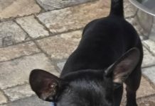 Featured Pet of The Day- Buddy