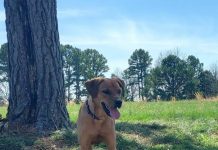 Featured Pet of The Day- Nala