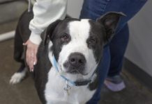 Featured Pet of The Day- Boofy