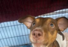 Featured Pet of The Day- Raymond