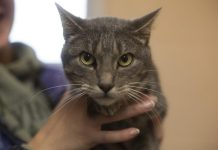 Featured Pet of The Day-Ozzy