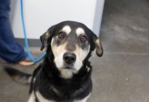 Featured Pet of The Day- Hershey