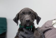 Featured Pet of The Day- Hershey