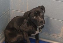 Featured Pet of The Day- Link