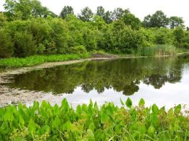 MDC to host pond management workshop April 7 in Wright County
