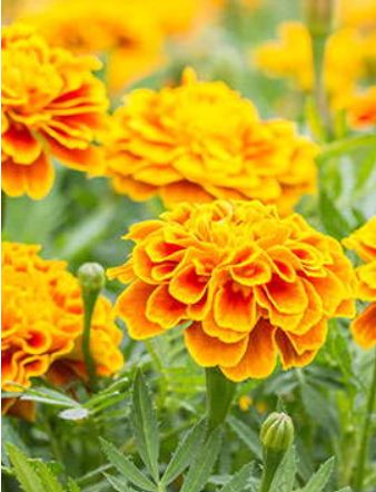 Screenshot 2025-10-27 115015