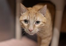 Featured Pet of The Day- Boo Boo