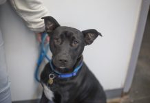 Featured Pet of The Day- Pee-Wee