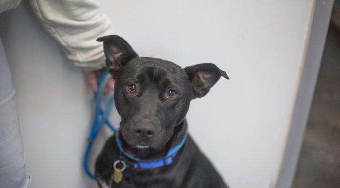 Featured Pet of The Day- Pee-Wee